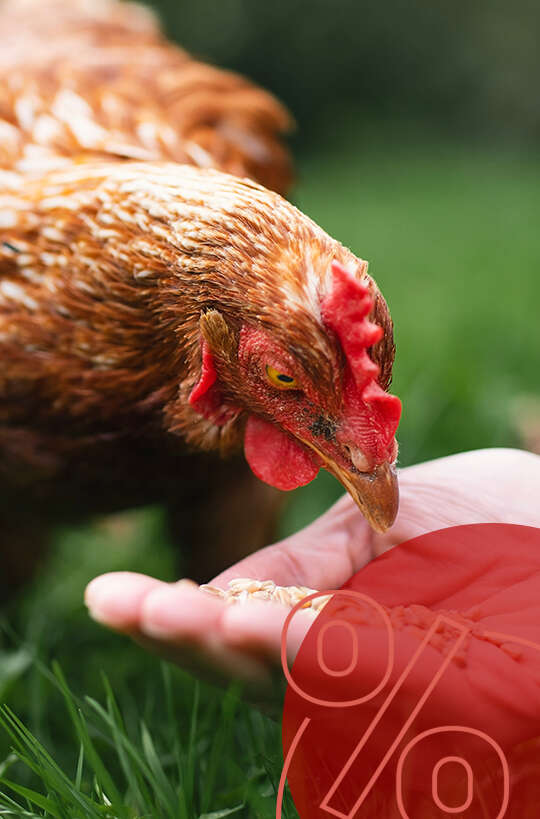 motiv huhn frisst aus hand
